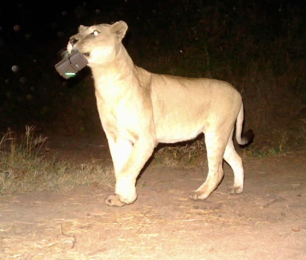 trailcam (@trail_cams) on Twitter photo 