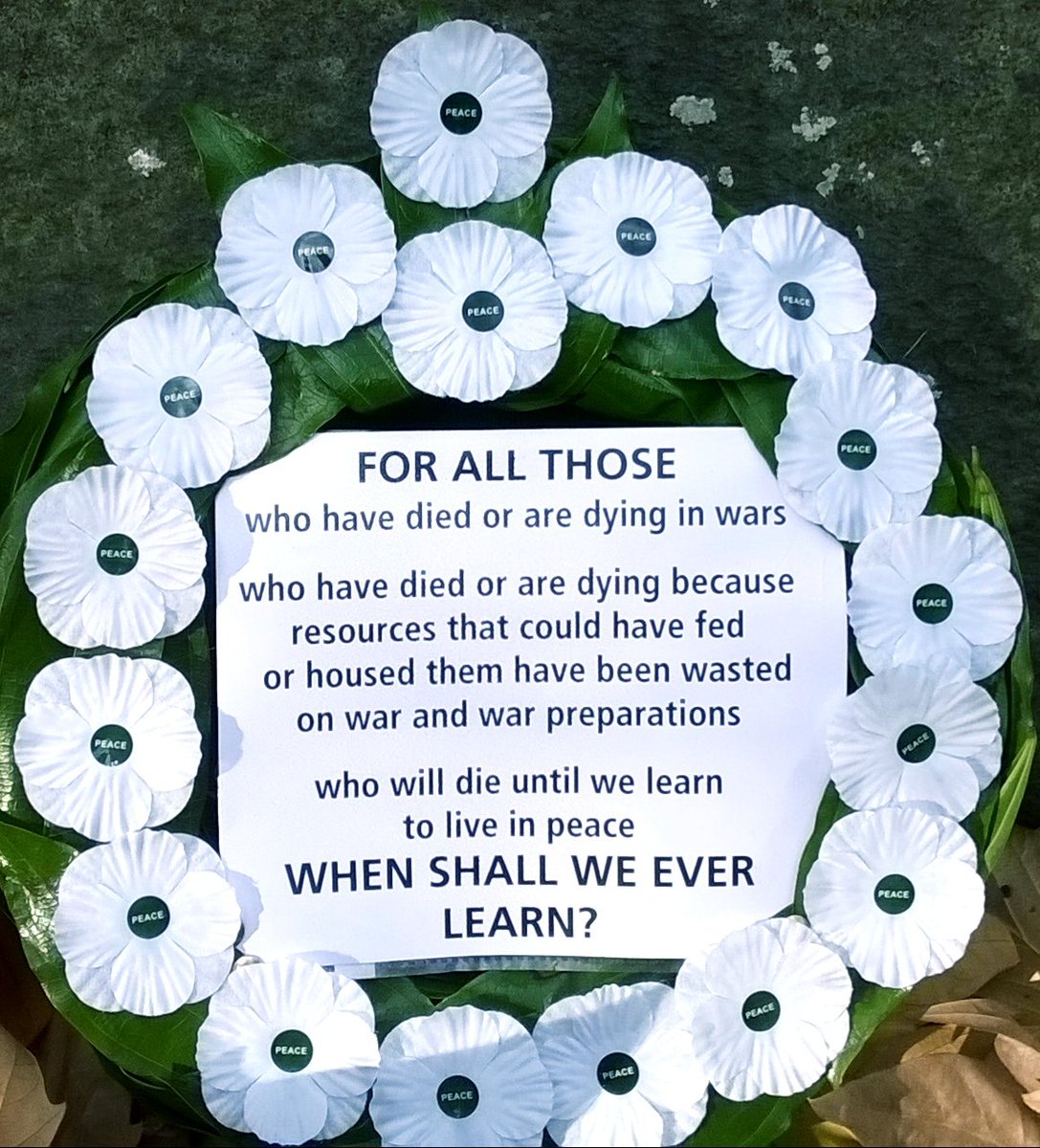 lizannemayers's tweet image. #WhitePoppy 🕊 Peace for all Beings 🕊