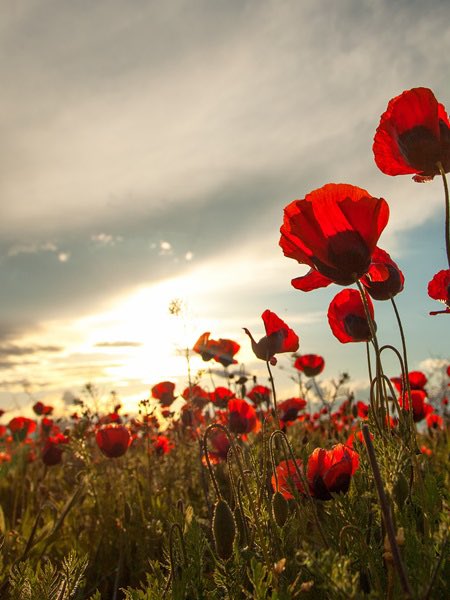 At the going down of the sun, and in the morning, #WeWillRememberThem.