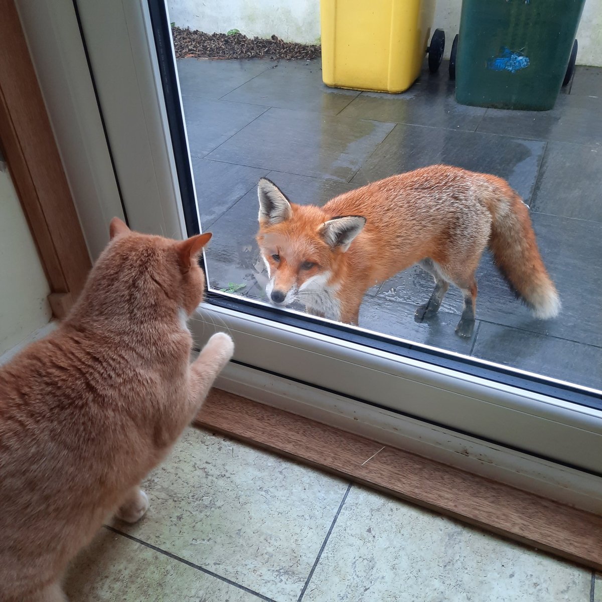 smaychel's tweet image. Star crossed lovers.