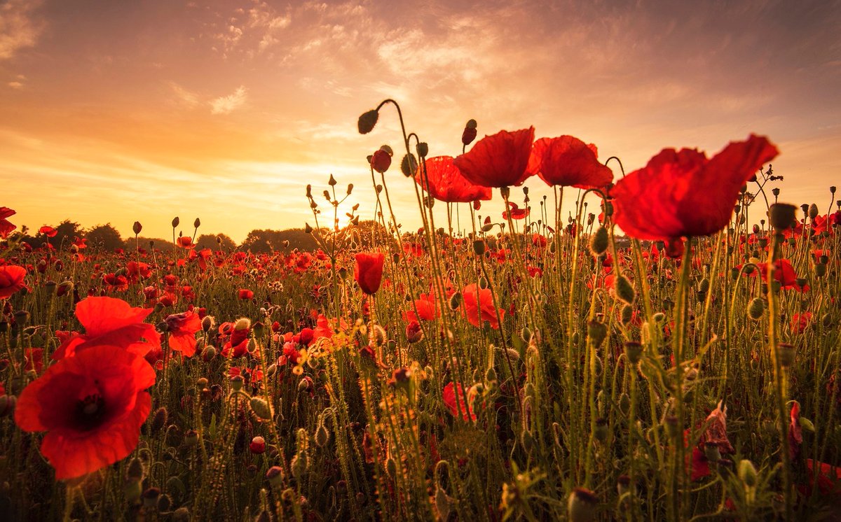 We will remember them.

#RemembranceDay2024