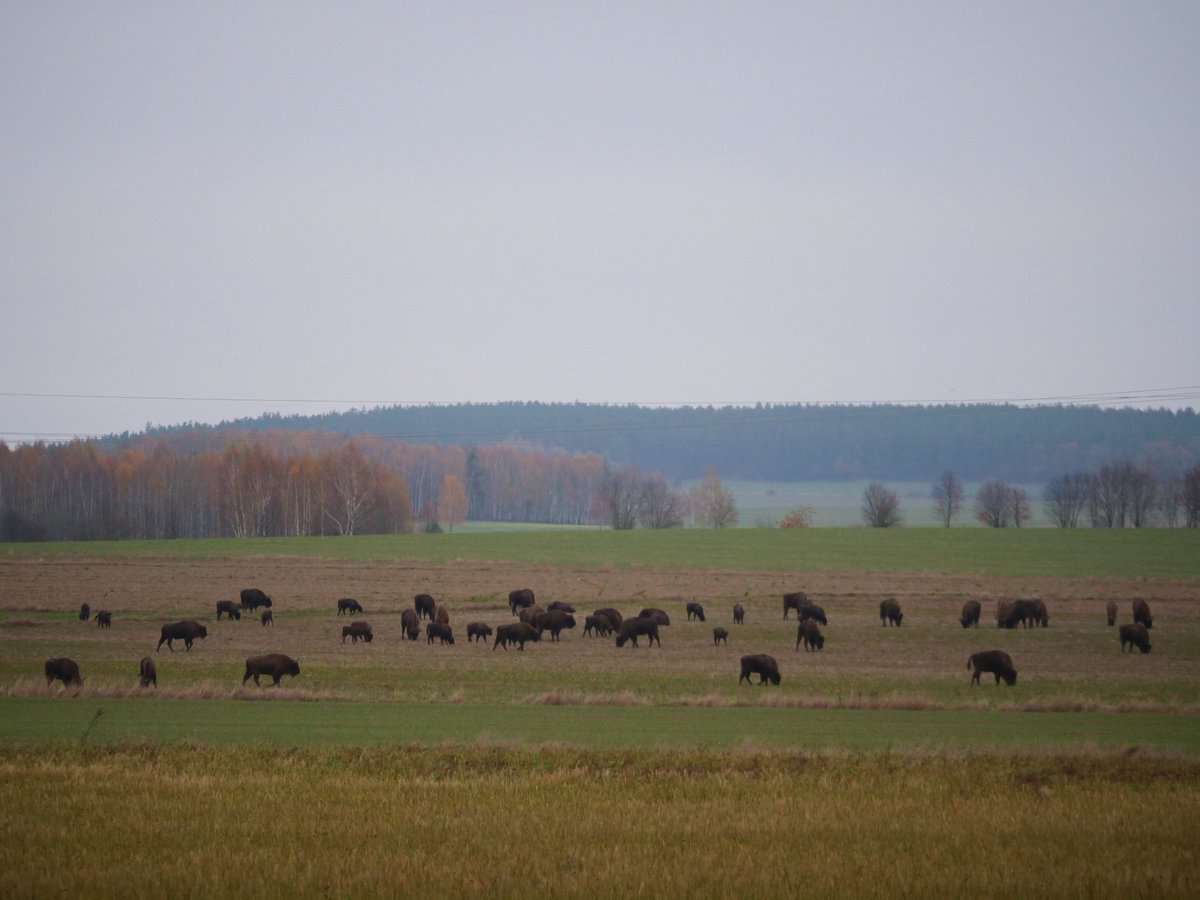 wildlifeguidePL's tweet image. My personal record-breaking herd of European Bisons seen yesterday in the eastern part of Knyszyn Forest 🇵🇱- an impressive 154 animals resting on farmland near Krynki town.
Also one of the largest herds recorded ever in Poland &amp;amp; probably in Europe as well...
