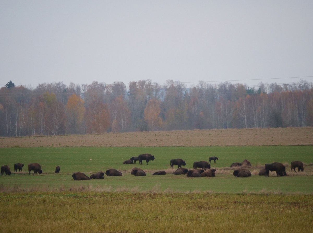 wildlifeguidePL's tweet image. My personal record-breaking herd of European Bisons seen yesterday in the eastern part of Knyszyn Forest 🇵🇱- an impressive 154 animals resting on farmland near Krynki town.
Also one of the largest herds recorded ever in Poland &amp;amp; probably in Europe as well...