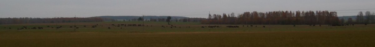 My personal record-breaking herd of European Bisons seen yesterday in the eastern part of Knyszyn Forest 🇵🇱- an impressive 154 animals resting on farmland near Krynki town.
Also one of the largest herds recorded ever in Poland &amp; probably in Europe as well...