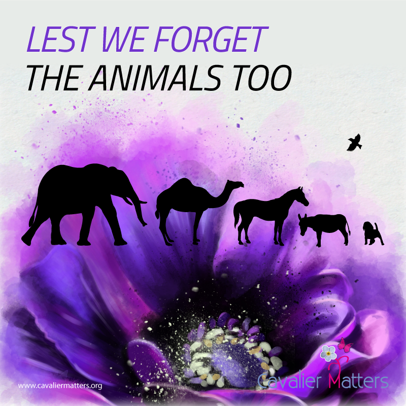 CavalierMatters's tweet photo. Thinking of all the brave doggies (and other animals) that have served, past and present.
Not forgetting their humans, too.
#AnimalsinWar #TheyHadNoChoice #Remembrance #RemembranceDay #LestWeForget #DogsofTwitter https://t.co/rcHVAZxAFx
