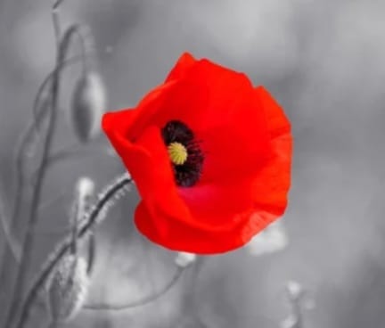 When you go home tell them of us and say "For you tomorrow we gave our today"
#LestWeForget #RemembranceDay2024