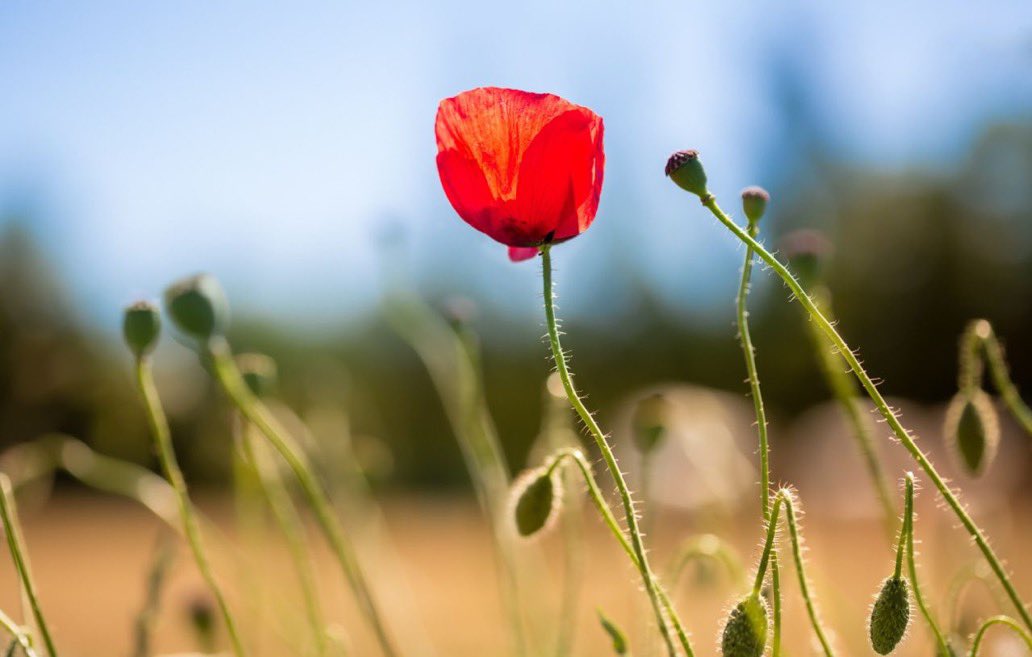 They shall grow not old, as we that are left grow old: 
Age shall not weary them, nor the years condemn. 
At the going down of the sun and in the morning 
We will remember them.

#remembrance #conflict #sacrifice #peace