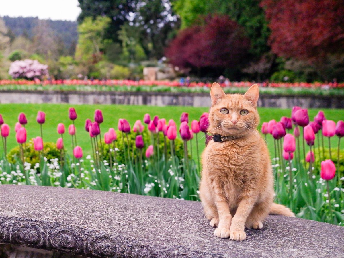 Hi buddies,
As you know we print a calendar using picts of Bubbles and Toni every year. We are taking orders of our custom calendars again for $30 per copy. (Check out some of the pictures that we will be using for this year) 

Link to Google forms:

docs.google.com/forms/d/e/1FAI…