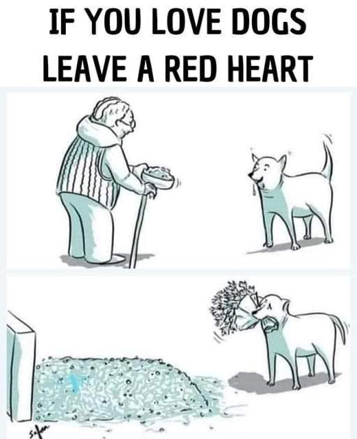 Dogs are family 💞