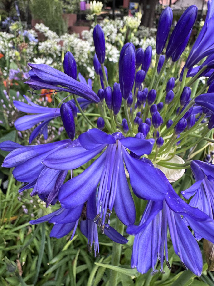EckardsGarden's tweet photo. Plants we love here at Eckards! Agapanthus are one of the the most rewarding waterwise indigenous perennials and plants for pollinators to grow in any garden or patio container 🌸 #eckardsgarden #agapanthus https://t.co/Cgqloq8YRC