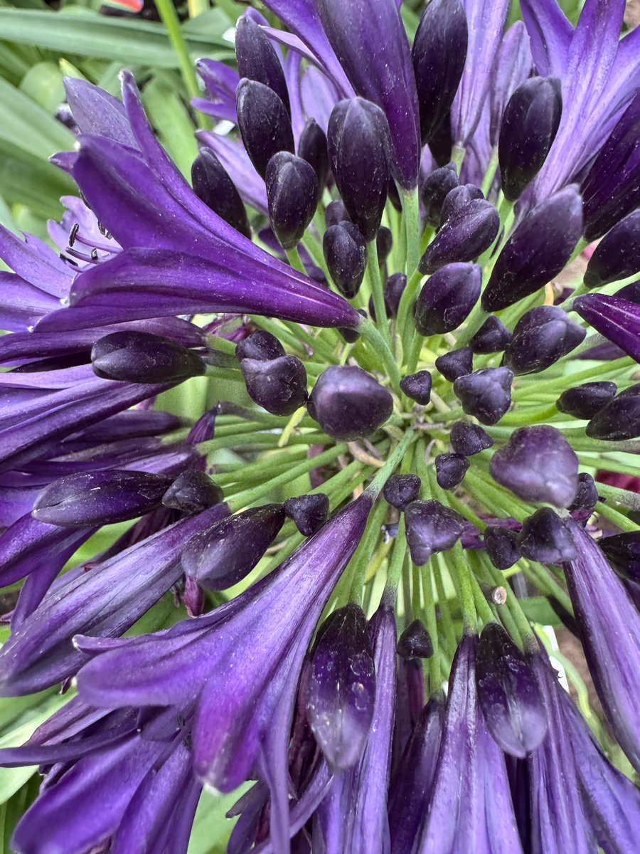 EckardsGarden's tweet photo. Plants we love here at Eckards! Agapanthus are one of the the most rewarding waterwise indigenous perennials and plants for pollinators to grow in any garden or patio container 🌸 #eckardsgarden #agapanthus https://t.co/Cgqloq8YRC