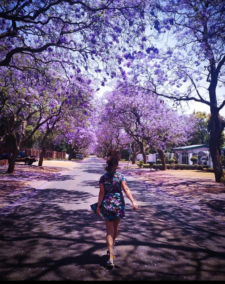 Running after the the purple haze! <a href="/Hollywoodbets/">Hollywoodbets</a>  #NaturesFavouriteColour #HWB