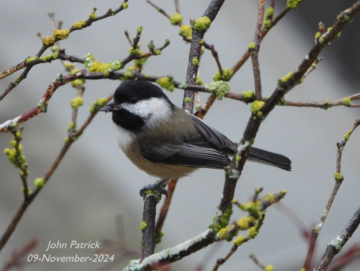A Black-capped Chickadee in a lichen covered maple tree on a grey November day.
At UBC, Vancouver.

#bird @WildAboutVan #blackcappedchickadee #chickadee #birdwatching #birdsofvancouver #BirdsOfTwitter #vancouver #UBC