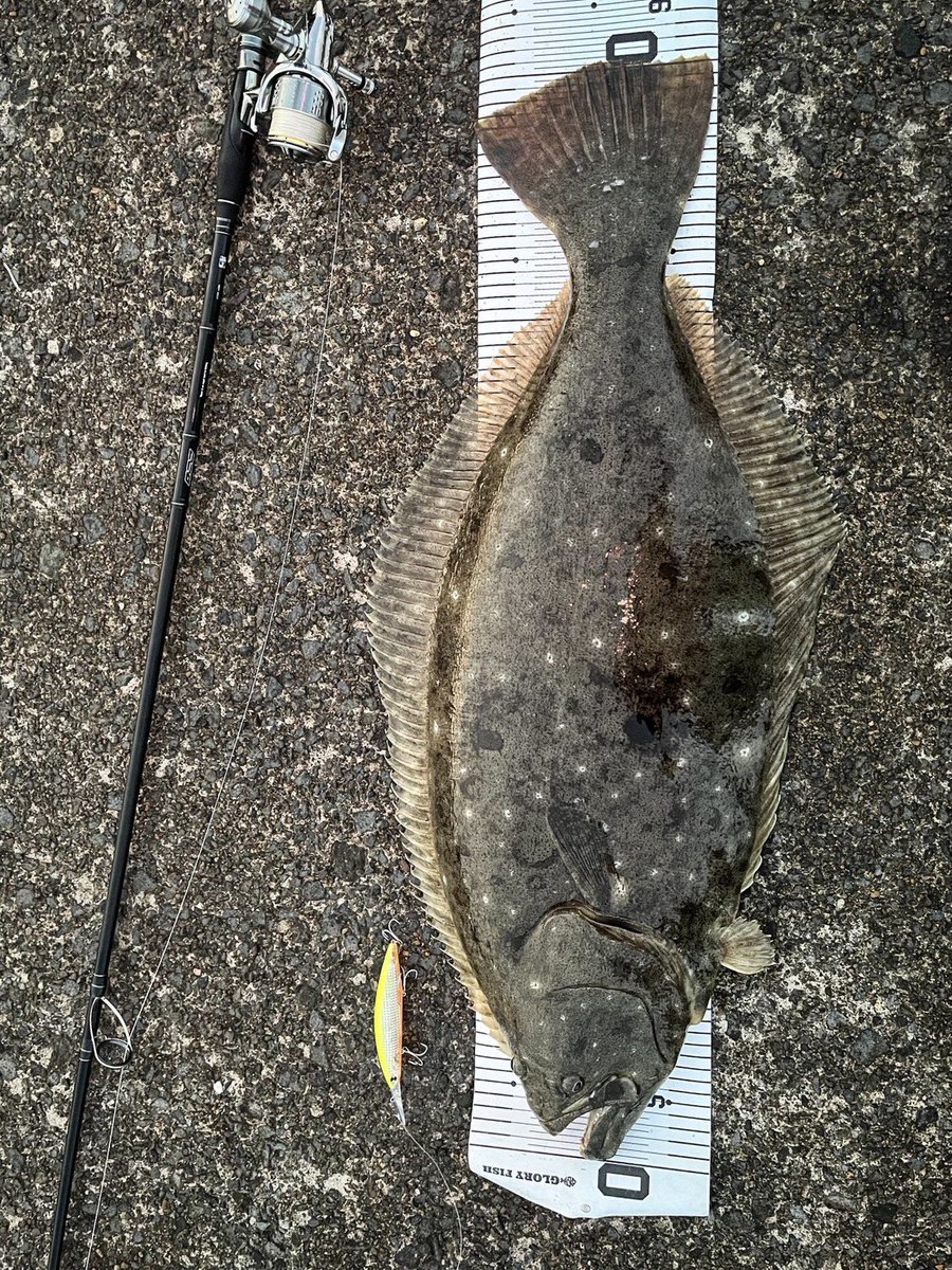 aqua2000314's tweet photo. 釣り人生の夢の一つ座布団ヒラメを達成しました。

ていうか座布団通り越して布団だな🛏️
血抜き後でこの重さってことは余裕の8kg オーバー。
タモ枠よりでかいのなんて初めて釣ったよ
同行者の2人、ランディングありがとう😭

感無量。

#座布団ヒラメ
#ヒラメ
#ショアからの夢 https://t.co/SQgTkcpig9