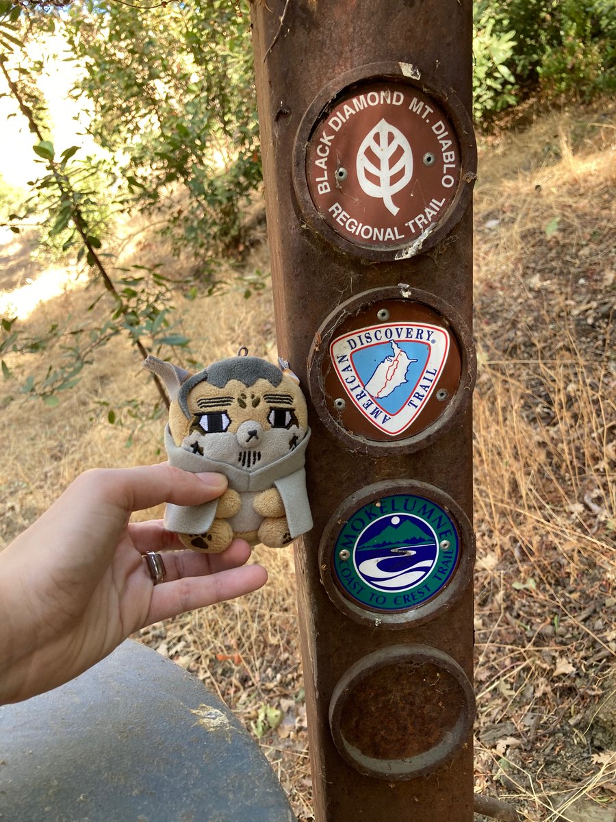 Little 🐏 tweet media