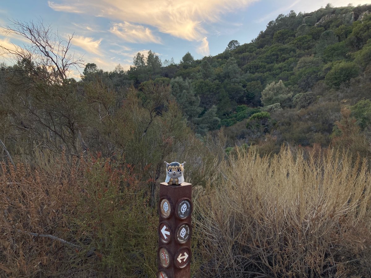 Little 🐏 tweet media