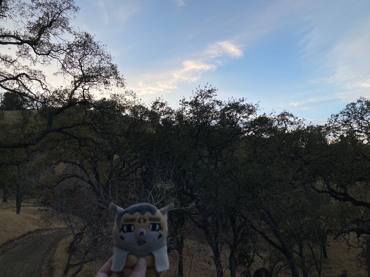 Little 🐏 tweet media