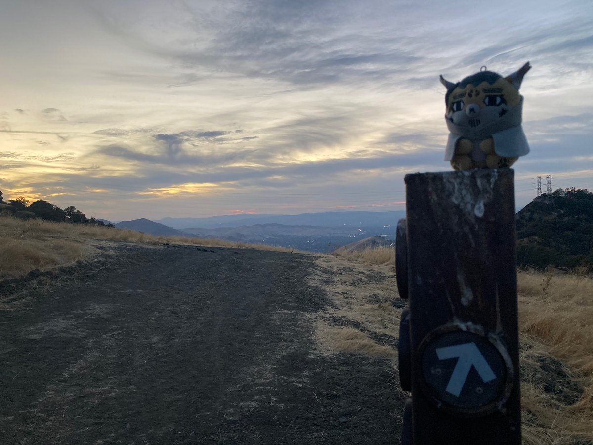 Little 🐏 tweet media