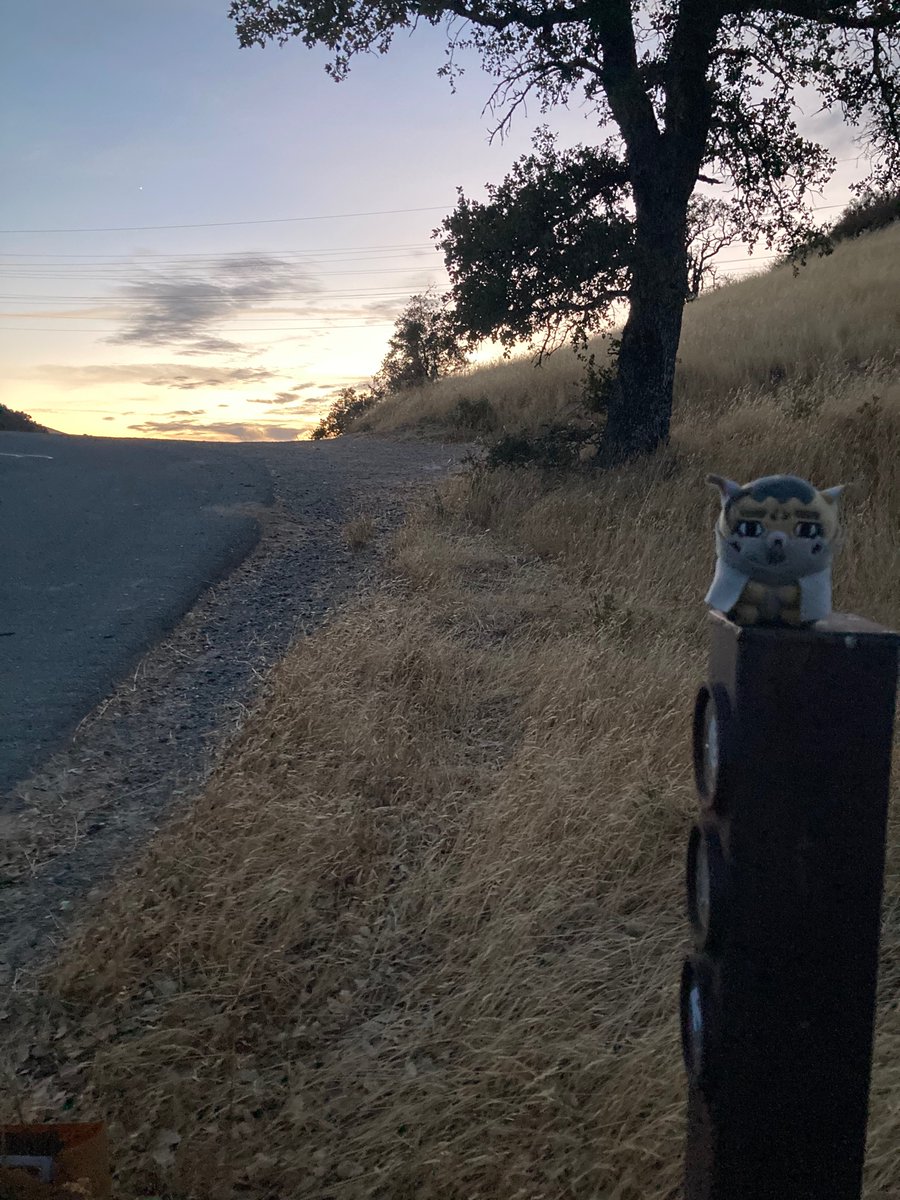 Little 🐏 tweet media