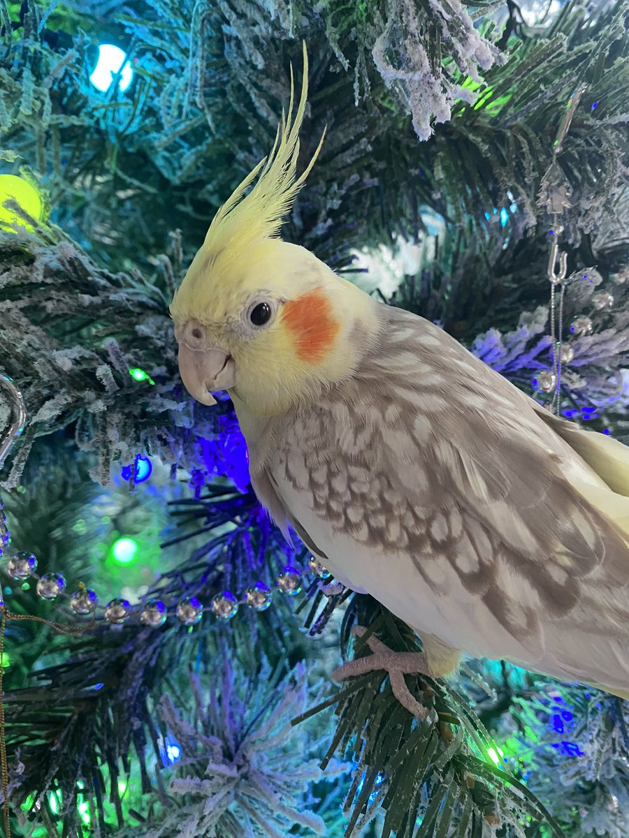 Freddie The Tiel tweet media