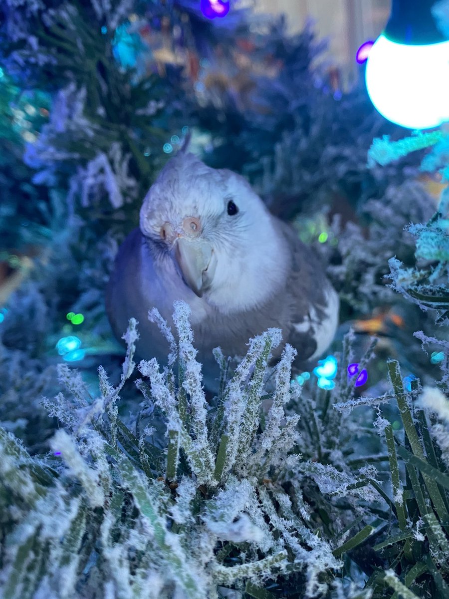 Freddie The Tiel tweet media