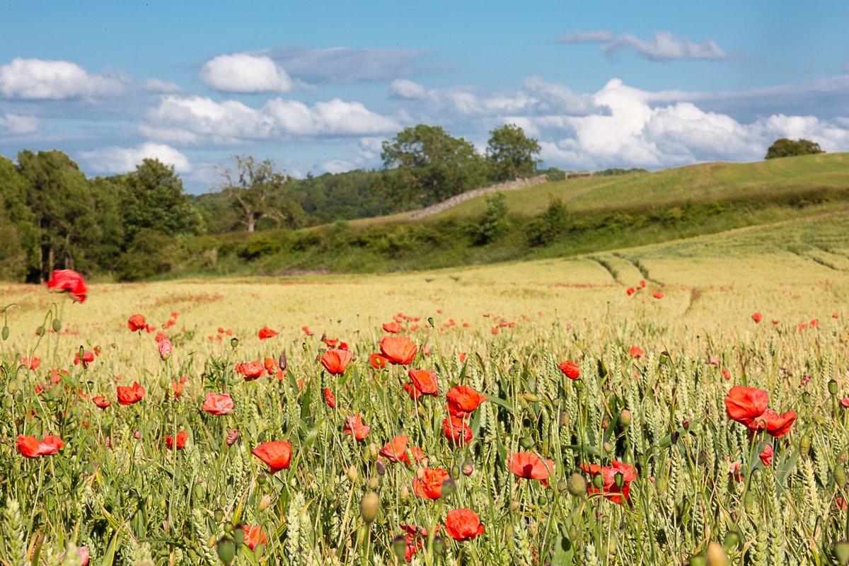Poppies in a field near West Burton, Wensleydale.

📸 Wendy McDonnell | #YorkshireDales