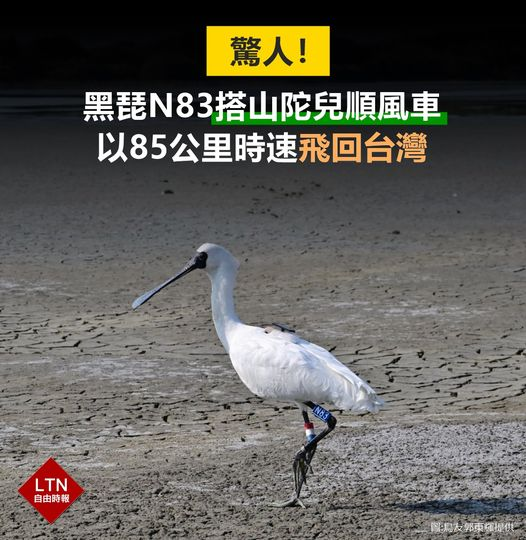 ltntw's tweet photo. 本鳥第一次體驗到,原來騎電動車是這種感覺啊~
圖文報導:https://t.co/pacvNWPxWy
#黑面琵鷺 #N83 #台南 #Taiwan #台湾 https://t.co/SXUwXe8Jpz
