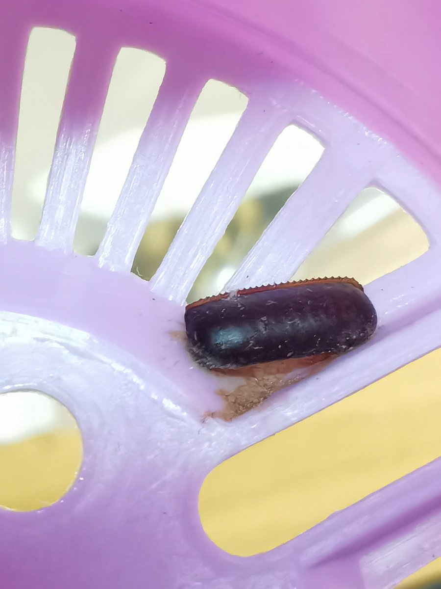 买花盆送的广东红豆