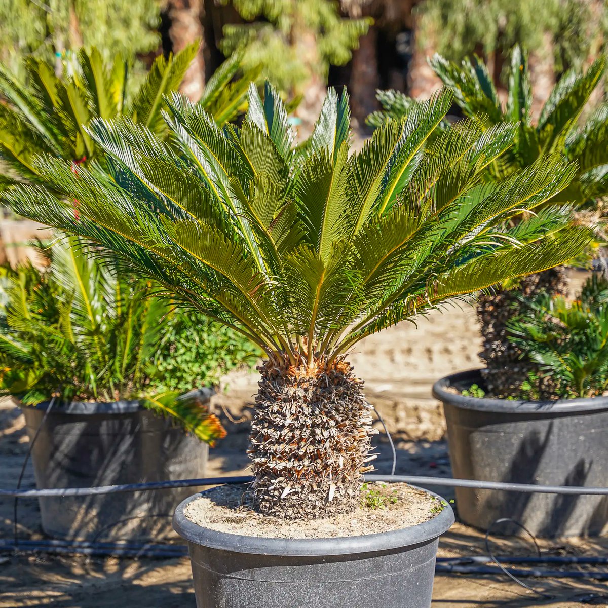 GordonGoner's tweet photo. today my friend's dog died 24 hours after nibbling on a sago palm frond. none of us knew that sagos were lethally poisonous to pets, or even what a 'sago palm' was prior to this. just feel like i needed to make a PSA since these are really common ornamental plants in the south. ❤️