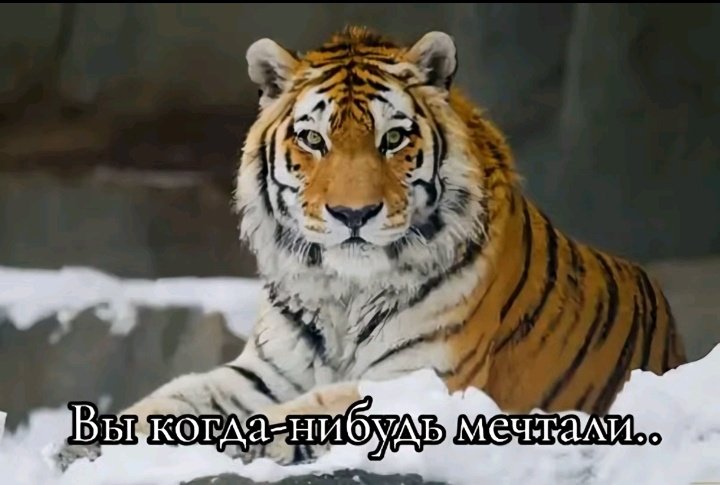 tattooed with a safety pin🦋//заброшен tweet media