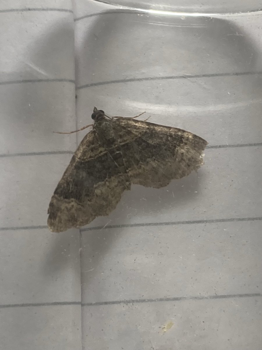 Paz Fletcher tweet media