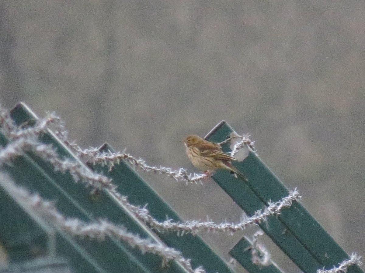 ChrisyWrightnes's tweet photo. Nice walk around Rufforth this morning. Hundreds of redwing and a few big blackbirds. Pair of green woodpecker still around too. @YorkBirding https://t.co/2VEubwzL4X