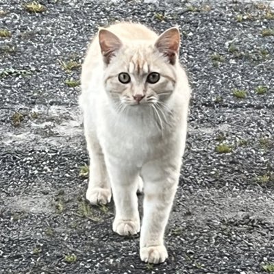 うさまる tweet media