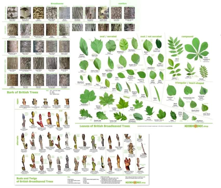 Wall chart of tree bark - free download

The hi-res file is a free download or you can buy a print

also tree  leaves &amp; buds posters

and check out the rest of my shop - canvases , prints, t-shirts, mugs, cards
microcosmic.shop