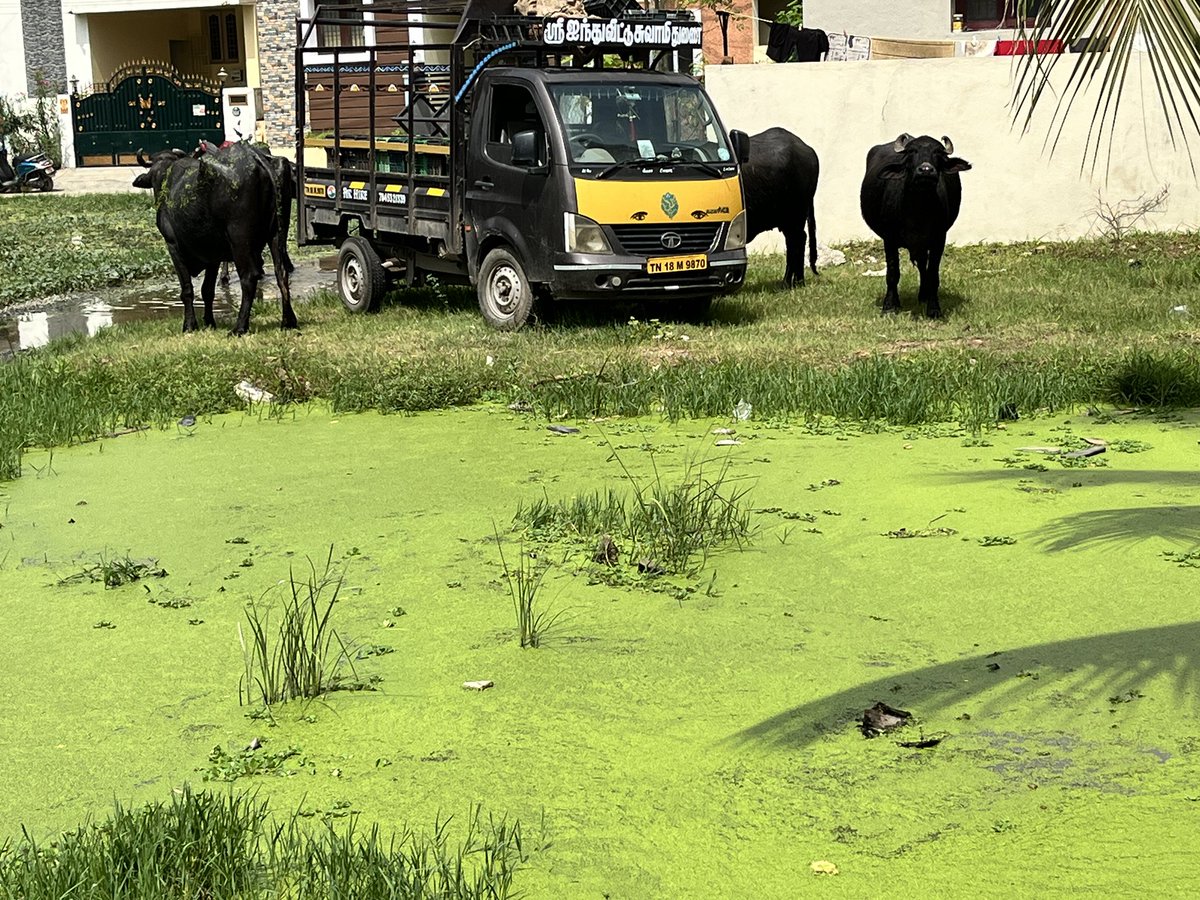 imSnaren's tweet photo. This s how our streets are for past 6 months in #irandankatalai kundrathur. Tired of reaching all the officials none helping us. Lots of snakes insects here, not even bleaching powder given. Can any one help us pls. @KanchiCollector @mkstalin @Udhaystalin @thamoanbarasan https://t.co/ydJfJWytRK
