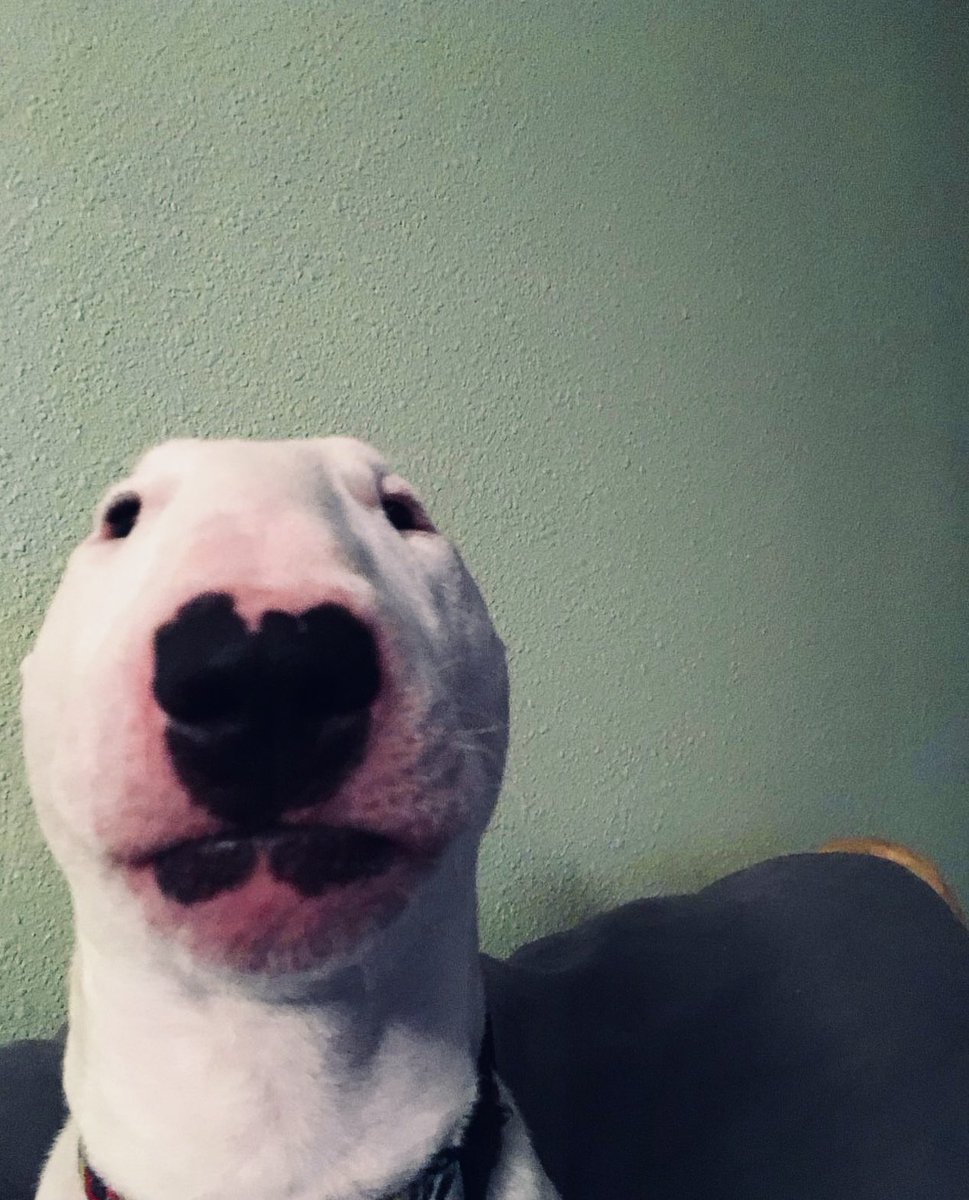 hagjan's tweet image. Exactly! 💪 Now’s not the time to back down — we’re holding for those massive gains! 

WALTER aka famous @puppernelsoncto 🐶🚀 is ready to take us all the way through altseason and beyond! Big gainz or nothing!  #PupperNelson #1000xgem #memecoin #cryptodog #WalterFam

CA:…