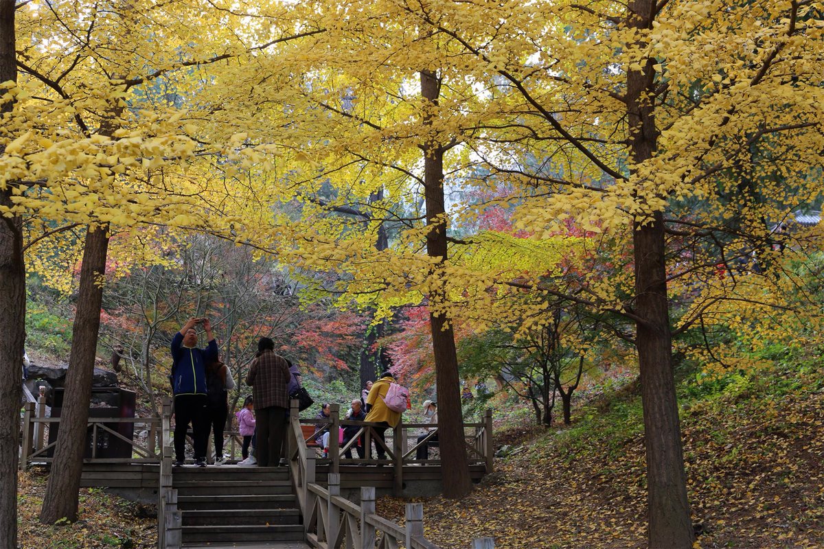 BeijingEvening's tweet photo. On Nov. 10, the 36th "Beijing Evening News · #FragrantHills Red Leaves Festival" came to a close. Over one million visitors came to Fragrant Hills during the festival to admire the red leaves. #chinatravel #beijingtravel #funinbeijing https://t.co/p8SE7D4MVS