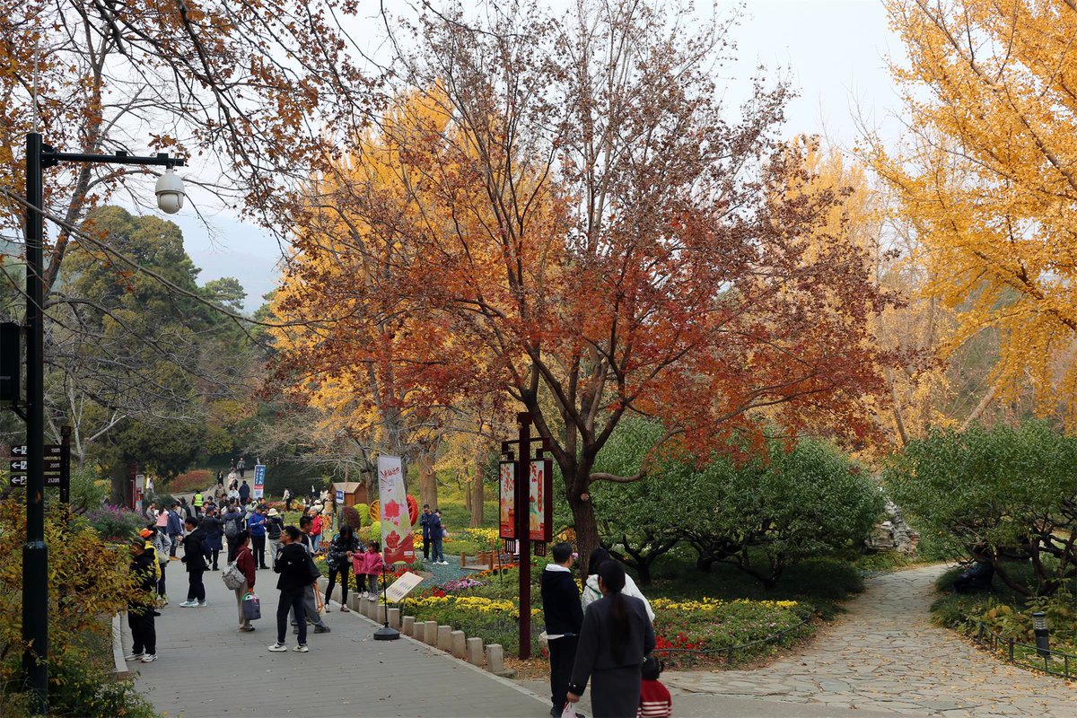 DailyBeijing's tweet photo. On Nov. 10, the 36th "Beijing Evening News · #FragrantHills Red Leaves Festival" came to a close. Over one million visitors came to Fragrant Hills during the festival to admire the red leaves. #chinatravel #beijingtravel #funinbeijing https://t.co/lO7ZOYDGDM