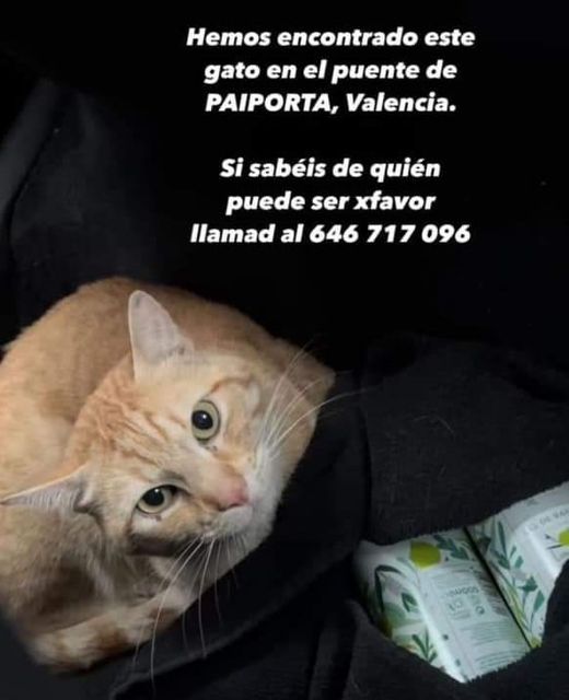 isabel esteve (@isagato62) on Twitter photo 