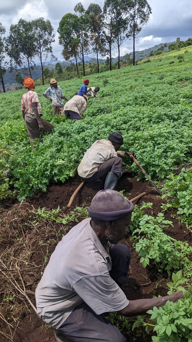 Bashong_Gray's tweet photo. 1/2. Pendant  que d'un côté c'est la période de #buttage,   de l'autre coté Ce weekend ��tait une journée de formation dans la ferme de HURC ORGANISATION avec son  DG @Bashong_Gray
Rendez vous sur un nouveau projet . 
Dans le souci de :
 -révolutionner l'agriculture, ⤵️⤵️⤵️ https://t.co/W7o8VaZ98X