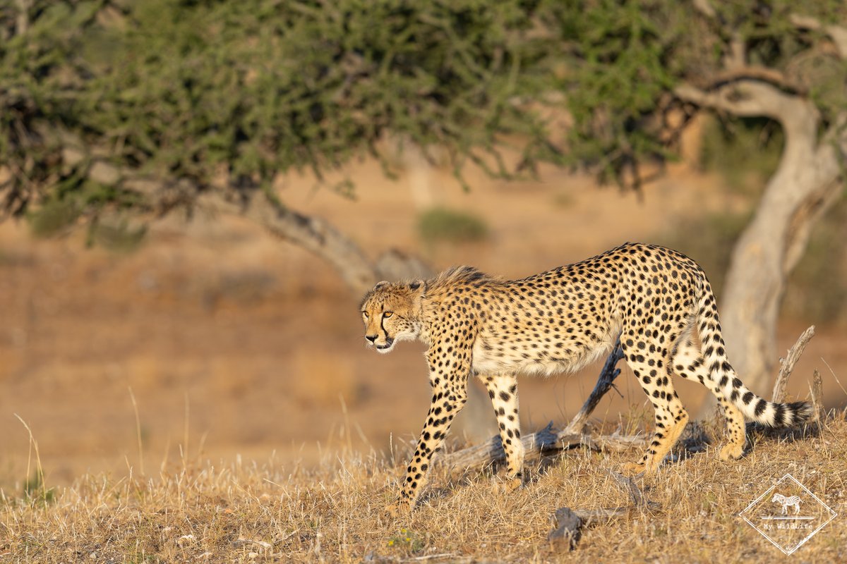BlogMyWildlife's tweet image. Test et avis de l'Euphorbia Mashatu dans la Mashatu Game Reserve au Botswana : découvrez ce lodge 5 étoiles composé de 8 villas avec piscine privative. Une adresse très exclusive my-wildlife.com/avis-euphorbia… 😃