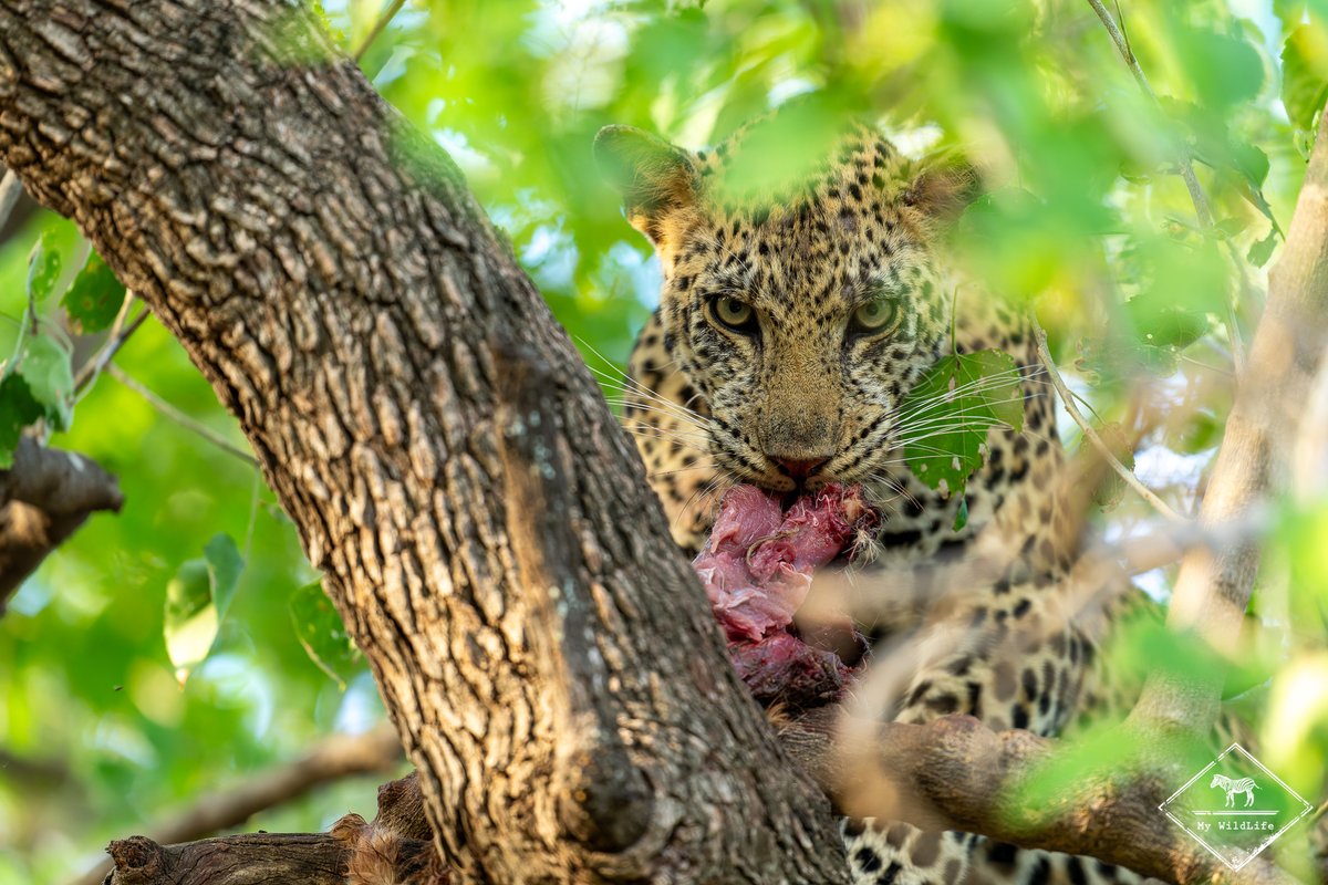 BlogMyWildlife's tweet image. Test et avis de l'Euphorbia Mashatu dans la Mashatu Game Reserve au Botswana : découvrez ce lodge 5 étoiles composé de 8 villas avec piscine privative. Une adresse très exclusive my-wildlife.com/avis-euphorbia… 😃
