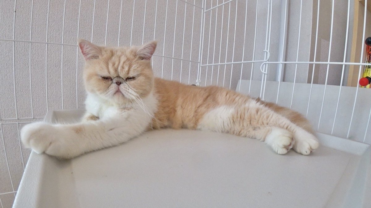 ついに明日11/11(月)❣️ #保護猫 みにゅむの譲渡会🐈 #てぃ先生 @_