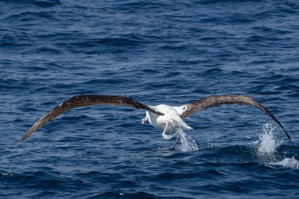 Northern royal albatross battling with calm weather today off Cook Strait, New Zealand