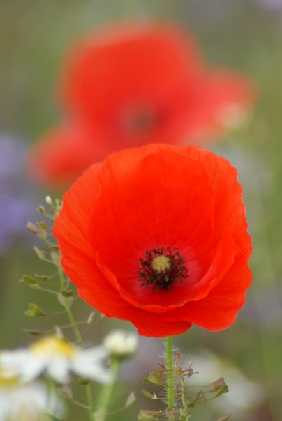 Remembrance Sunday
Lest we forget