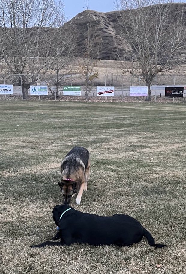 Sheri • Angel🐾 • Rizzo🐾 tweet media