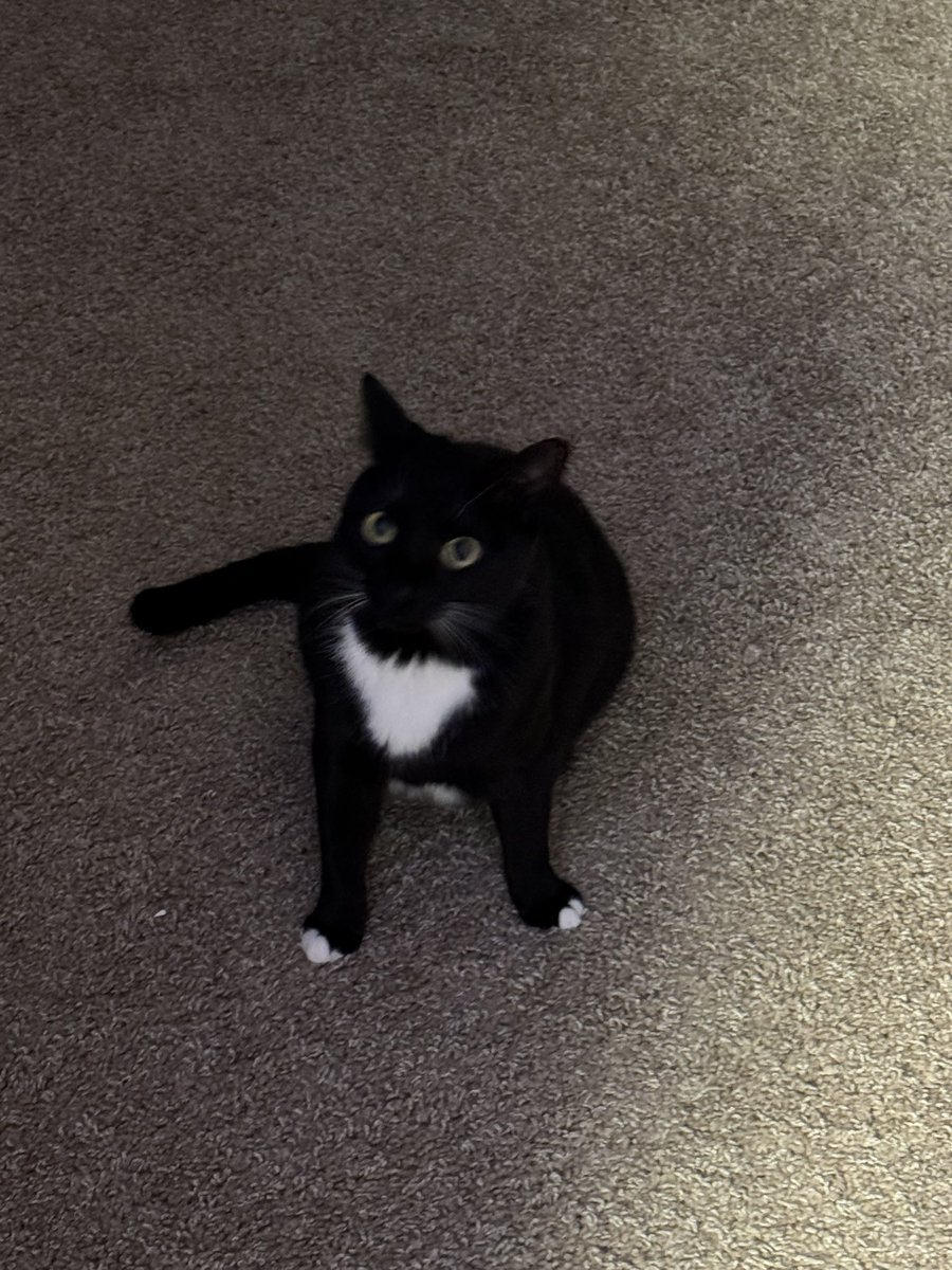 My silly cat