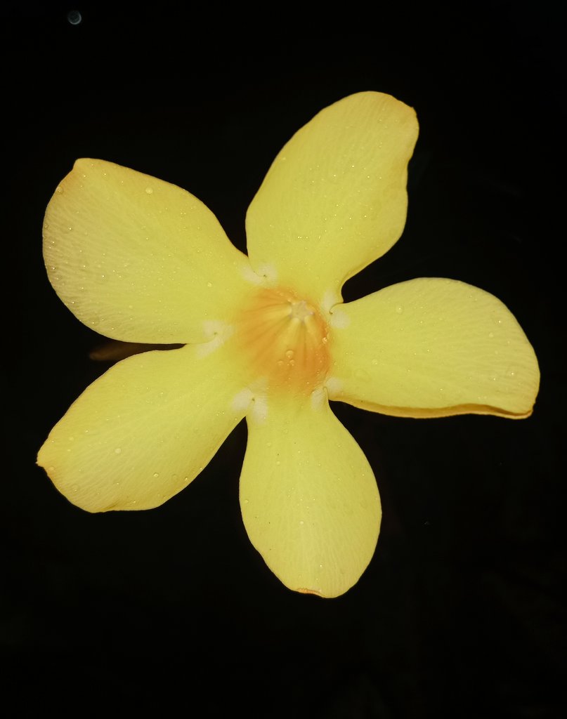 AKIMBO_888's tweet photo. #yellowonsunday
#night
#yellowbell
A blessed, brilliant and jovial yellow on Sunday to us all. 🍀🌠
Hydrate so you won't dehydrate. 🚰🧉
Eat and live healthier. ❤️🩹🥗🥙
Take a walk. 🚶🚶♂️
Stay safe and sound everyone. 🙏😇🤗🤙🤞🙏 https://t.co/2cqT90MpDP