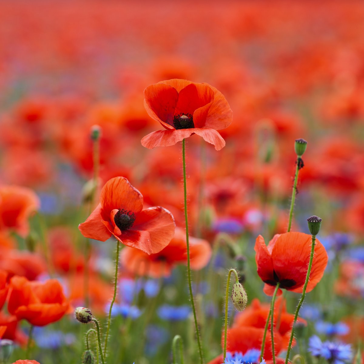 LocalAuthority3's tweet photo. This Remembrance Sunday, we honour the heroes who fought for our country and our values. We thank them for their service and we will remember them all. 🌹 #LestWeForget https://t.co/hODvZT0YBH
