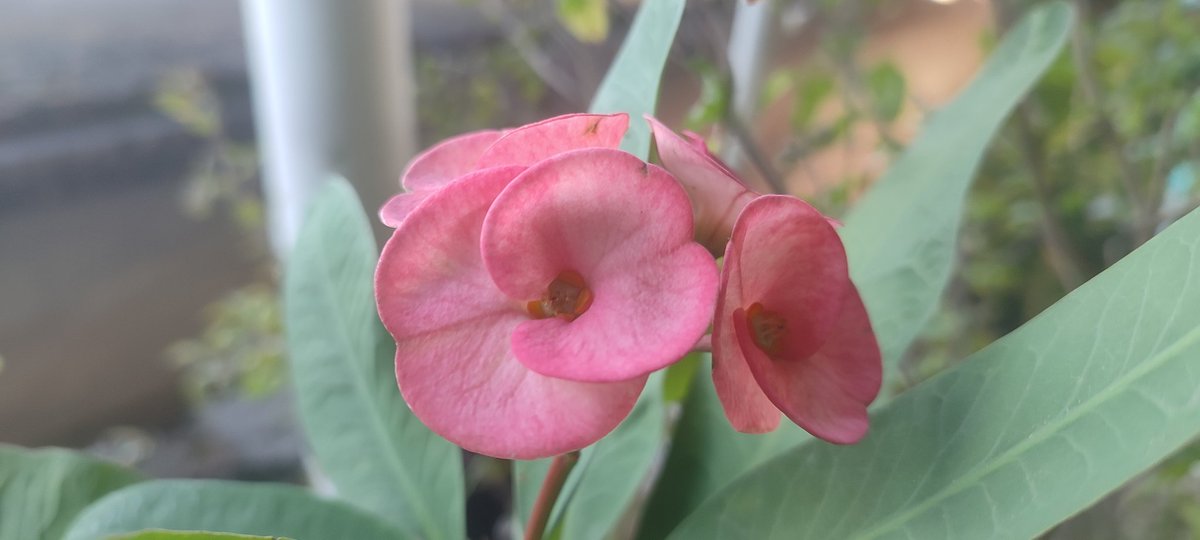 mrdmaksud's tweet photo. #flower 
#nature 
#garden 
#Euphorbia 
#Bangladesh 
#mrdmaksud 
#photographie https://t.co/mtDKOYwVoO